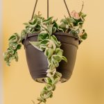 article image - garden4